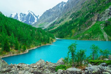 Buzul ve dağ gölü nün arka planında taşlı tepede yeşil çalı. Dağ yamacında kozalaklı orman. Yaylaların zengin bitki örtüsü. Dağlık bitki örtüsü. Görkemli doğanın inanılmaz canlı manzara.