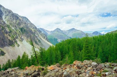 Dağlık bölgelerde iğne yapraklı ağaçlar. Taşlı tepedeki karaçam ağaçları. Harika dev kayalık dağlar. Dağ. Büyük kayalar. Dağ bitkisi. Kozalaklı orman. Görkemli doğanın inanılmaz canlı yeşil manzara.