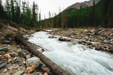Vahşi Dağ Deresi 'ndeki buzuldan taşlı harika bir hızlı su akıntısı. Dere manzarası, zengin bitki örtüsü, orman ve dağ arka planda. İskoçya 'nın atmosferik manzarası.