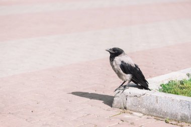 Siyah karga kopya alanı ile yeşil çim arka plan üzerinde gri kaldırım yakınında sınırda yürüyor. Kaldırımda kuzgun. Asfaltta vahşi kuş. Şehir faunasının yırtıcı hayvanı. Kuşun tüyleri yakın.