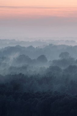 Sabahın erken saatlerinde ormanın gizemli manzarası. Tayga 'da şafak öncesi gökyüzünün altındaki ağaç siluetlerinin arasındaki ürkütücü sis. Soluk mavi tonlarda görkemli doğanın atmosferik minimalistik manzarası