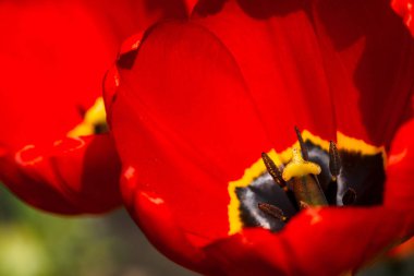 Makro iki canlı açık kırmızı lale. Güzel kırmızı ve sarı çiçek pitoresk arka plan. Yukarıdan görüntüleyin. Pestle ve stamen yakın.