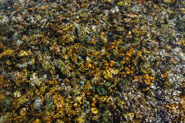 Şeffaf derenin taşlı alt kısmındaki ayrıntılı doku yakın. Dağ deresitemiz su. Kopya alanı ile nehir deresinde pürüzsüz taşların renkli arka planı.