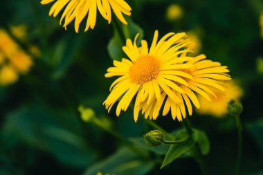 İki güzel arnica temas yakın büyür. Kopya alanı ile yeşil arka plan üzerinde turuncu merkezi ile parlak sarı taze çiçekler. Şifalı bitkiler.