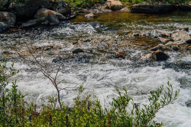 Güneş ışığında dağ deresi yakınında güzel bitki örtüsü. Hızlı su akışı yakın çekimde büyük kayalar. Güneşli bir günde nehrin akıntılarının arka planı. Isldeki taşların yanında hızlı akış. Yaylaların zengin bitki örtüsü.