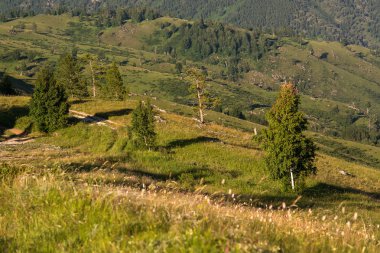 Dağlardaki yol ağacın yanından geçiyor..
