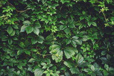 İlkbaharda büyük yeşil yaprakların çit. Parthenocissus henryana yeşil çit. Kız sıcağına üzümlerin doğal arka planı. Parthenocissus inserta çiçek dokusu. Zengin yeşillik. Botanik bahçesinde bitkiler.
