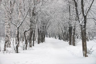 Park alanında ağaç dalları arasında karlı tünel kapatın. Koru sokak ile karlı beyaz arka plan. Kar yağışı sırasında boğuk buz ile kış ağaçları arasında yol. Kar yağışı. Atmosferik kış manzarası.