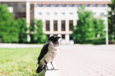 Siyah karga kopya alanı ile bokeh şehir binasının arka planda gri kaldırım yakınında sınırda yürüyor. Yeşil çimenlerin yanında kaldırımda kuzgun. Asfalttaki yabani kuş yakın çekim. Şehrin yırtıcı hayvanı.