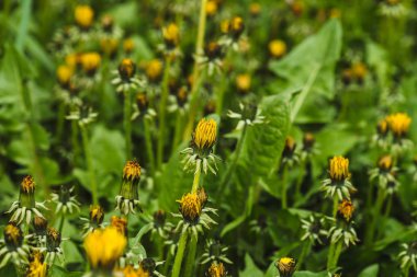 Yeşil çimenlikteki sarı karahindiba grubu. Çimenlerde küçük güzel çiçekler yakın. Yeşillik te blowball dokulu arka plan.