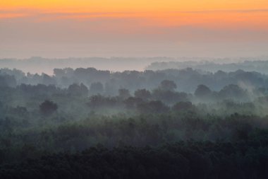 Sabahın erken saatlerinde sis altında ormanın tepesinden mistik bir manzara. Sıcak şafak öncesi gökyüzü altında taiga ağaç siluetleri katmanları arasında Sis. Görkemli doğanın sabah atmosferik minimalist manzara.