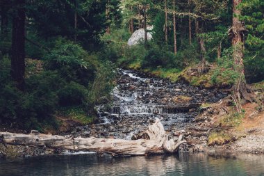 Dağ deresi sabahın erken saatlerinde göle akar. Yaylaların zengin bitki örtüsü. Ormandaki dere kenarında kocaman bir kaya. Suya düşmüş ağaç gövdesi. Atmosferik güzel manzara. İnanılmaz orman doğası.