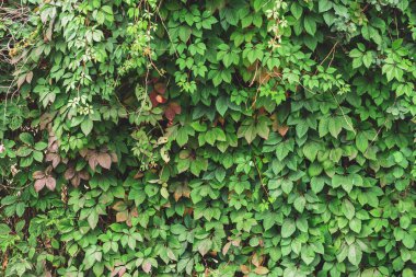 Parthenocissus henryana yeşil çit yakın. Kopya alanı ile girlish üzüm Sonbahar arka plan. Parthenocissus inserta ayrıntılı doku. Sonbaharda yeşil ve kırmızı yaprakların Çit.