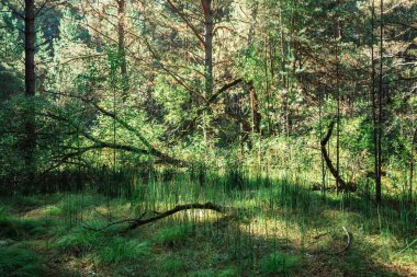 Güneşli bir günde koyu kozalaklı orman. Yüksek köknar ve çam arka plan üzerinde kuru pürüz. Gün ışığında iğne yapraklı ağaçlar. Yeşil canlı tonlarda atmosferik fantezi manzara. Dalları arasında güneş ışığı. Masal.