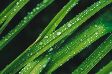 Çiy damlaları ile güzel canlı parlak yeşil çim kopya alanı ile yakın çekim. Saf, hoş, güzel yeşillik yağmur ile güneş ışığı makro damla. Yağmur havasında yeşil dokulu bitkilerden arka plan.