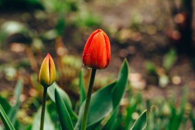 Yağmur damlalarıyla kaplı iki güzel, açılmamış laleyle natürmort. Yeşil ot ile çiy damlaları ile kırmızı ve sarı sevimli çiçekler. Yumuşak yaprakları damla harmonik kombinasyonu.
