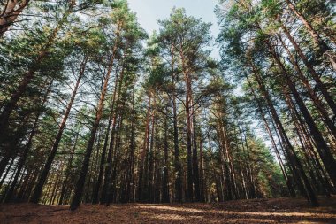 Uzun çamların düz gövdeleri. Karanlık atmosferik ormanda dev iğne yapraklı ağaçlar. Glade'nin kökleri. Çamlık dokusu. İnanılmaz doğa manzarası.