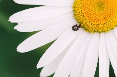 Küçük anther makro büyük papatya üzerinde sürünür. Sarı polen ve uzun beyaz yaprakları ile romantik çiçek benekli kahverengi böcek yakın. Leucanthemum vulgare. Kopya alanı ile yeşil büyük papatya.