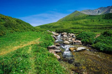 Güneşli bir günde yayla zengin bitki örtüsü arasında yeşil vadide Dağ deresi. Mavi berrak gökyüzü altında buzulhızlı su akışı. Tepenin arkasında dev karlı dağlar. Görkemli doğanın canlı manzarası.