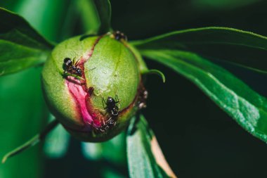 Small black ants creep on young peony bud in macro. Green pink unblown bud with long green leaves close-up. Amazing vivid scenic macro world. Insects on flower with copy space. Beautiful young peonies clipart