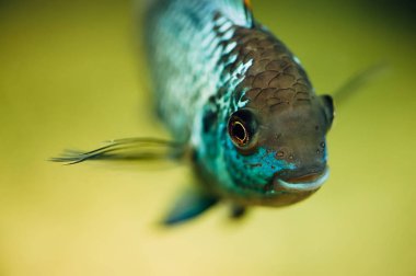 Nannacara mı? Açık bir arka plan üzerinde mavi balık.