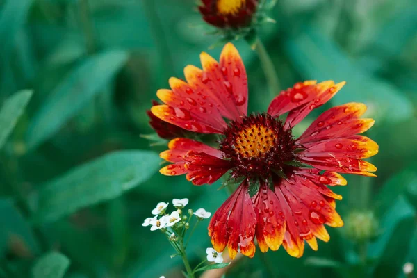Szenisch Blühende Gaillardia Pulchella Makro Erstaunliche Nasse Rote Gelbe Blume — Stockfoto