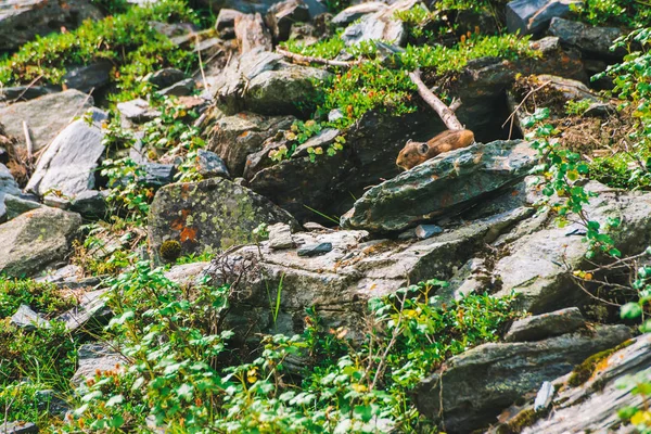 Pika Kemirgen Yaylaların Zengin Bitkiler Arasında Uçurumda Kayanın Üstündeki Küçük — Stok fotoğraf