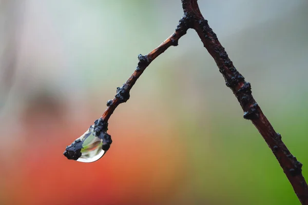 Branch Linden Drop Close Varicolored Background Macro Photography Tree Droplet — Stock Photo, Image