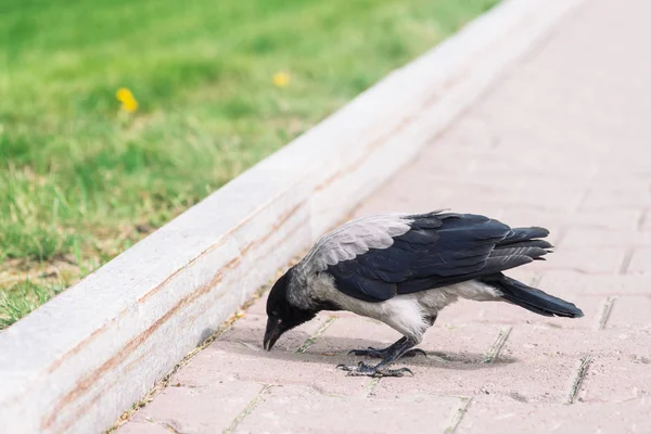 Cuervo Negro Camina Acera Gris Cerca Del Borde Fondo Hierba —  Fotos de Stock