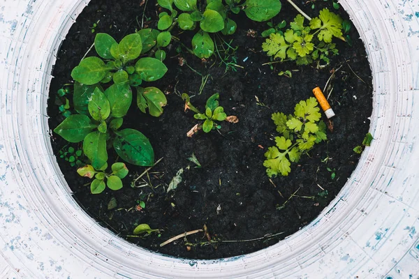 Bokong Rokok Tanah Antara Rumput Close Sampah Tempat Tidur Bunga — Stok Foto
