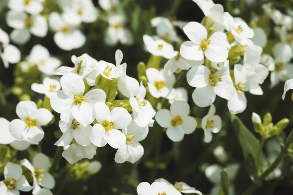 Bellissimo Ammasso Esperiti Bianchi Primo Piano Macro Sfondo Bianco Gruppo — Foto Stock