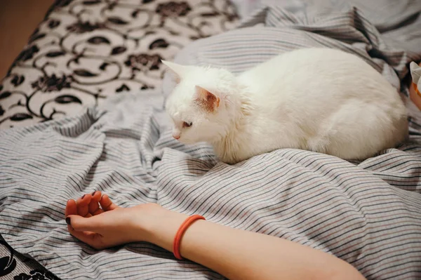 Gato Branco Está Cama Partes Corpo Feminino Mão Feminina — Fotografia de Stock