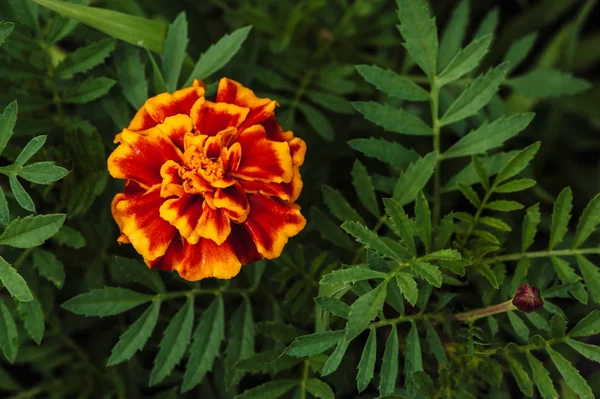Цветок Апельсина Фоне Зеленой Травы Сверху — стоковое фото
