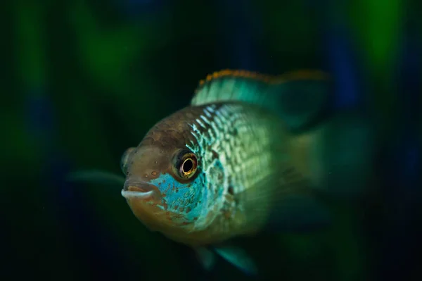 Nannacara Pesci Azzurri Acquario Uno Sfondo Alghe Ciclidi — Foto Stock