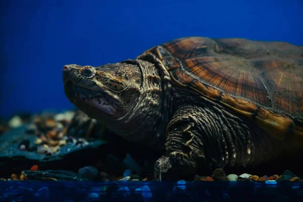 Kopf Pfoten Und Panzer Der Chelydra Serpentina Großaufnahme Reptil Aquarium — Stockfoto