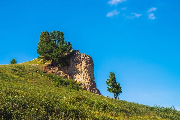 Amazing cedar grows on beautiful rocky stone on green hill in sunny day. Rich vegetation of highlands under blue sky. Branches of coniferous tree shine with sun. Unimaginable mountain landscape.