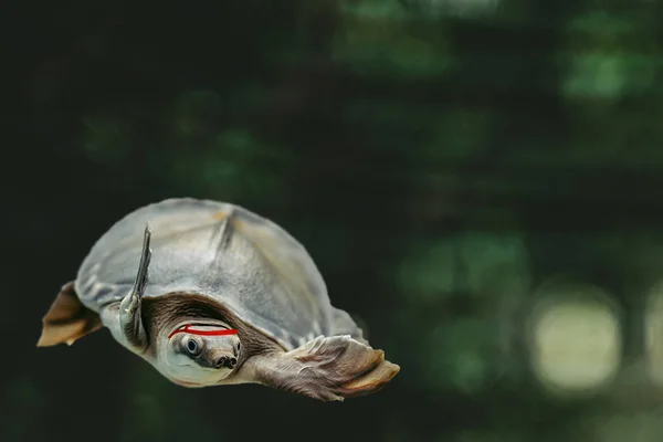 Hoppning Cool Sköldpadda Mörk Grön Bakgrund Närbild Undervattens Roliga Djur — Stockfoto