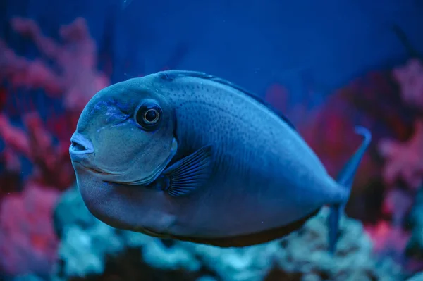 ビッグブルーのビッグノーズユニコーンフィッシュは サンゴ礁の背景に浮かびます ヴラミングギイ魚クローズアップ — ストック写真