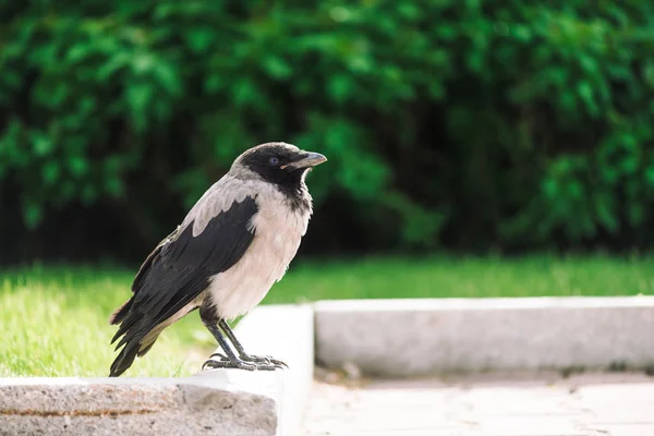 Corvo Nero Cammina Sul Confine Vicino Marciapiede Grigio Sfondo Verde — Foto Stock