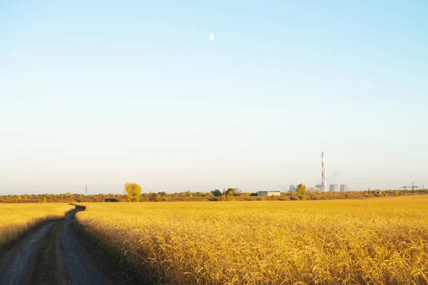 Strada Sterrata Attraverso Campo Grano Oro Alla Luce Del Sole — Foto Stock