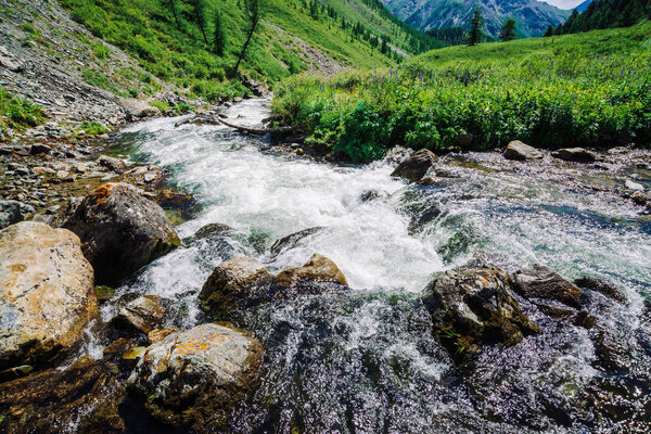 Быстрый водный поток горного ручья среди валунов при ярком солнечном свете в долине. Яркая трава, фиолетовые цветы, богатая растительность возле ручья в высокогорье. Удивительный зеленый ландшафт величественной природы Алтая
.