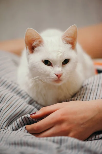 Beyaz Kedi Yatağın Üstünde Kadın Uzuvları Kedi Kızın Eline Bakar — Stok fotoğraf