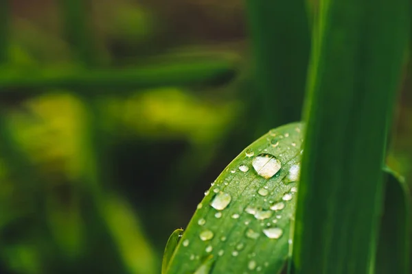 Hermosa Hierba Verde Brillante Viva Con Gotas Rocío Cerca Con — Foto de Stock