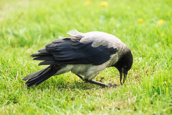 Cuervo Negro Camina Sobre Césped Verde Con Espacio Copia Cuervo — Foto de Stock