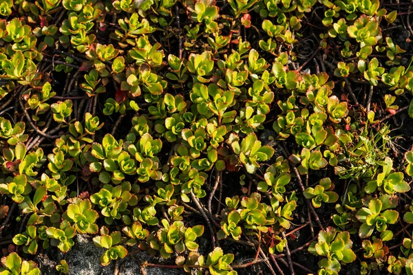 Sedum is grow on ground in springtime. Green plant covered ground. Background image of succulent in spring. Green natural texture from plant with red small leaves.