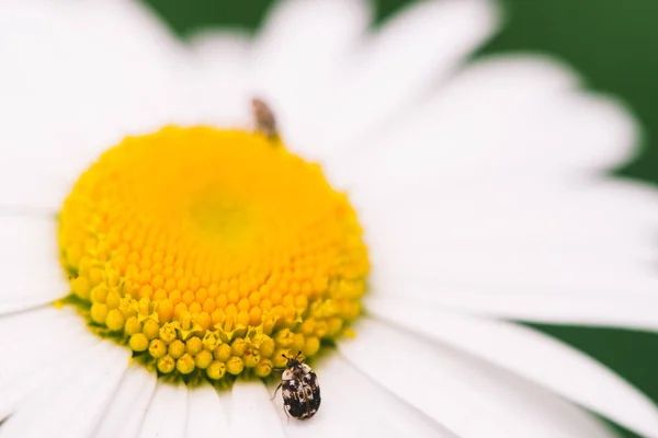 Small anther crawls on big daisy in macro. Spotted brown beetle on romantic flower with yellow pollen and long white petals close up. Leucanthemum vulgare. Large camomile on green with copy space.