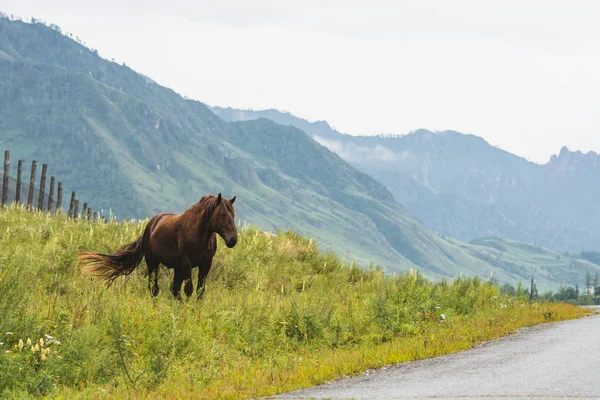 Paard Grazen Gazon Achtergrond Van Mistige Bergen Onder Bewolkte Hemel — Stockfoto