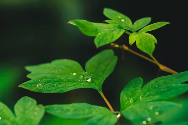 Çiy Damlaları Ile Dicentra Güzel Canlı Yeşil Yaprakları Kopya Alanı — Stok fotoğraf