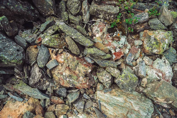 Flujo Rocas Multicolores Piedra Suelta Cerca Plantas Entre Piedras Dispersas — Foto de Stock