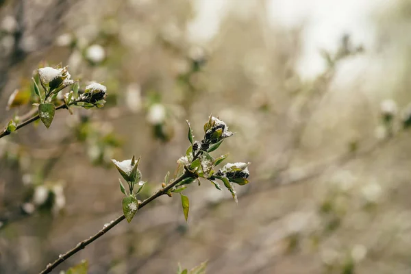 Hóval Borított Bokor Lila Rügyek Kezd Virágzik Kora Tavasszal Közelről — Stock Fotó